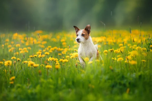 Hund Jack Russell Terrier Gassi gehen — Stockfoto