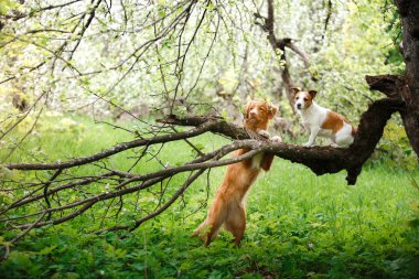 Köpek Jack Russell Terrier ve köpek Nova Scotia Duck Tolling Retriever arka plan beyaz çiçek meyve üzerinde yürüyen.