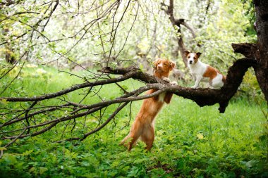 Köpek Jack Russell Terrier ve köpek Nova Scotia Duck Tolling Retriever arka plan beyaz çiçek meyve üzerinde yürüyen.