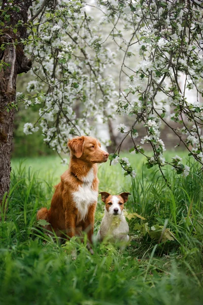 Hund Jack Russell Terrier und Hund Nova Scotia Ente Maut Retriever zu Fuß auf dem Hintergrund der weißen Blumen im Obstgarten. — Stockfoto
