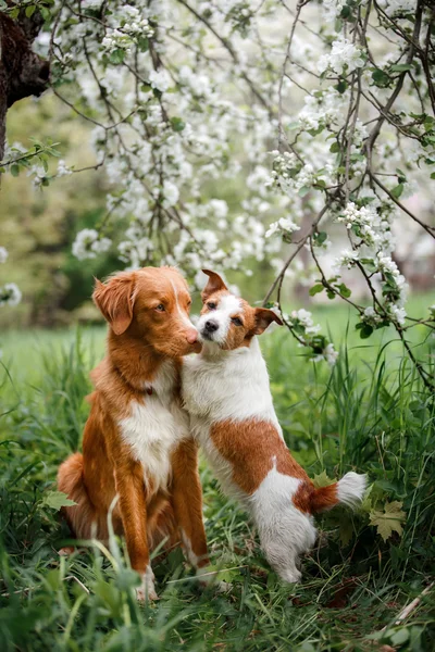 Hund Jack Russell Terrier und Hund Nova Scotia Ente Maut Retriever zu Fuß auf dem Hintergrund der weißen Blumen im Obstgarten. — Stockfoto