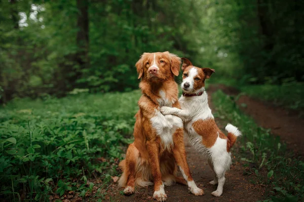 Hond, Jack Russell Terrier en hond Nova Scotia Duck Tolling Retriever lopen op de achtergrond van witte bloemen in de boomgaard. — Stockfoto