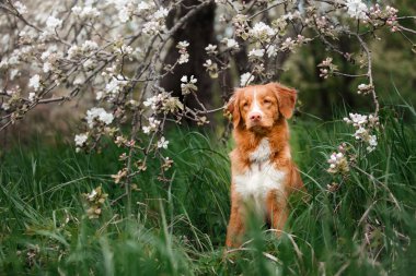 Köpek Nova Scotia Duck Tolling Retriever yaz Park'ta yürüyordunuz