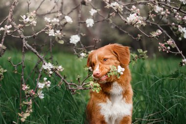 Köpek Nova Scotia Duck Tolling Retriever yaz Park'ta yürüyordunuz