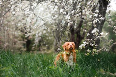 Köpek Nova Scotia Duck Tolling Retriever yaz Park'ta yürüyordunuz