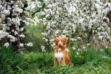 Köpek Nova Scotia Duck Tolling Retriever yaz Park'ta yürüyordunuz