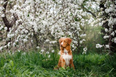 Köpek Nova Scotia Duck Tolling Retriever yaz Park'ta yürüyordunuz