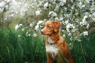 Köpek Nova Scotia Duck Tolling Retriever yaz Park'ta yürüyordunuz