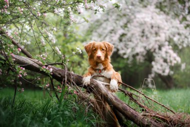 Köpek Nova Scotia Duck Tolling Retriever yaz Park'ta yürüyordunuz