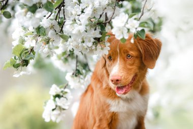 Köpek Nova Scotia Duck Tolling Retriever yaz Park'ta yürüyordunuz