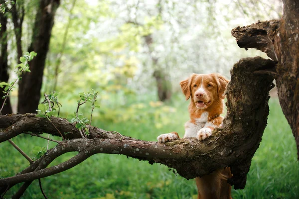 犬ノバスコシア ダック ・ トーリング ・ レトリーバー夏の公園でウォーキング — ストック写真