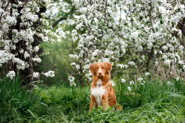 Köpek Nova Scotia Duck Tolling Retriever yaz Park'ta yürüyordunuz
