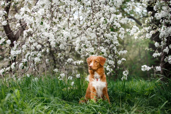 Köpek Nova Scotia Duck Tolling Retriever yaz Park'ta yürüyordunuz