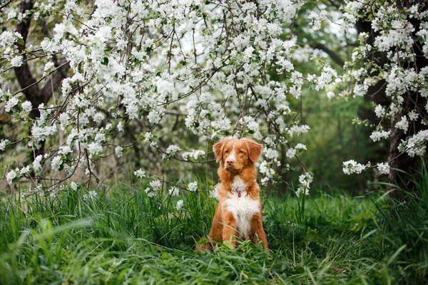 Köpek Nova Scotia Duck Tolling Retriever yaz Park'ta yürüyordunuz