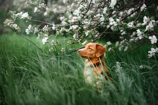 Köpek Nova Scotia Duck Tolling Retriever yaz Park'ta yürüyordunuz