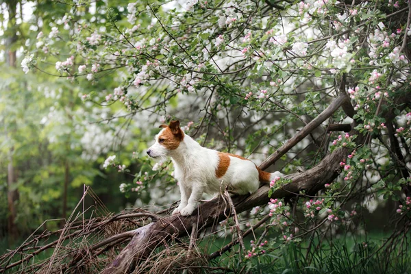 Chien Nouvelle-Écosse Duck Tolling Retriever marche dans un parc d'été — Photo