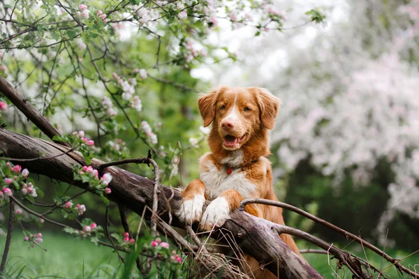 Dog Nova Scotia Duck Tolling Retriever caminhando no parque de verão — Fotografia de Stock