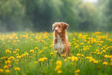 Köpek Nova Scotia Duck Tolling Retriever bir alanında yaz aylarında yürüyüş