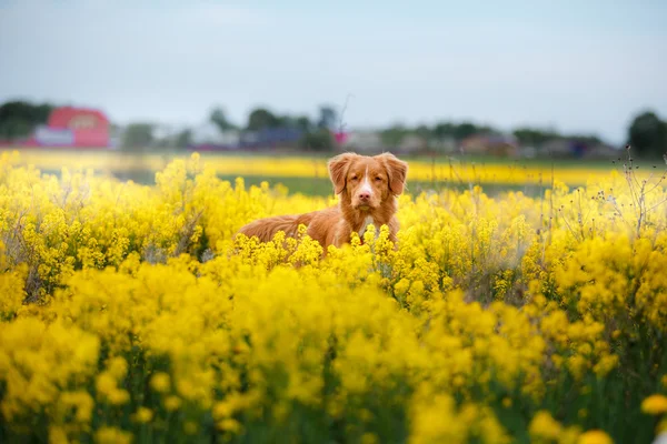 Pies Nova Scotia Duck Tolling Retriever spaceru w polu w lecie — Zdjęcie stockowe