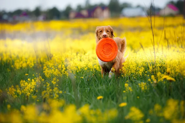 Собака Нова Шотландія качка дзвін лабрадорів ретріверів ходьба в полі влітку — стокове фото