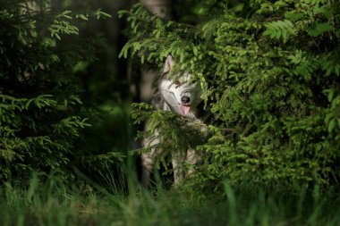 Köpek doğurmak Siberian dış yapraklar yaz Park'ta yürüyordunuz