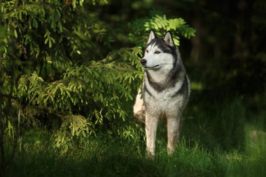 Köpek doğurmak Siberian dış yapraklar yaz Park'ta yürüyordunuz