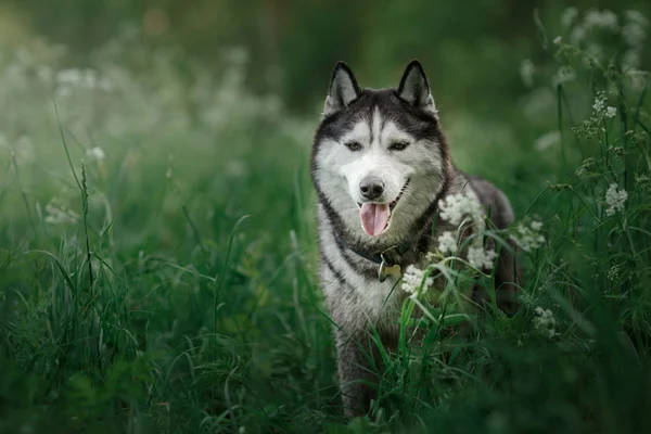 Dog breed Siberian Husky walking in summer park — Stock Photo, Image