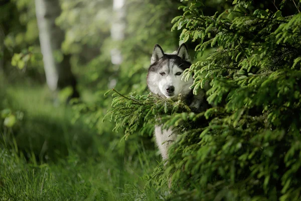 Hunderasse sibirische Huskys spazieren im Sommerpark — Stockfoto