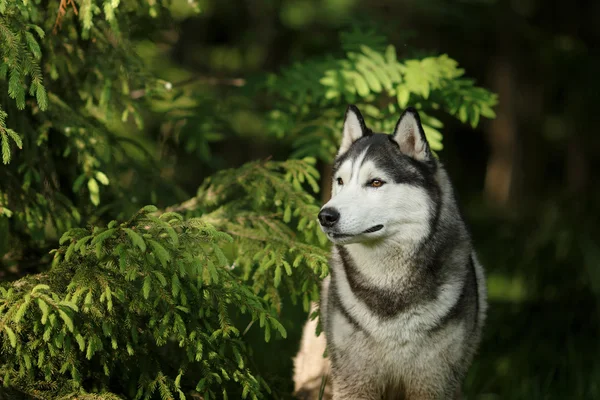 Hond fokken Siberische Husky wandelen in de zomer park — Stockfoto