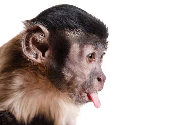 Macaquinho bonito — Fotografia de Stock