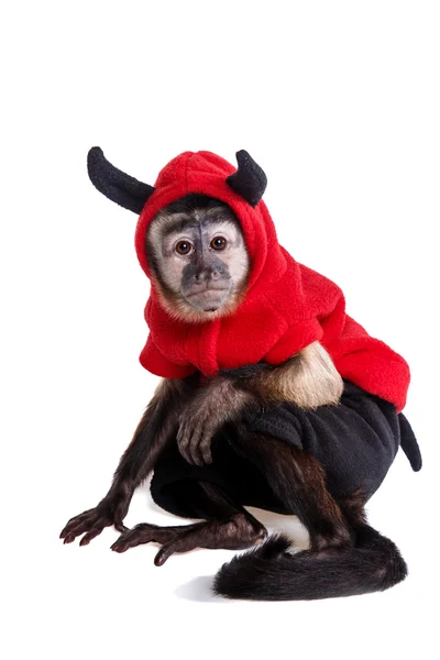 Lindo pequeño mono —  Fotos de Stock