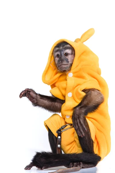 Cute little monkey — Stock Photo, Image