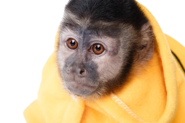 Macaquinho bonito — Fotografia de Stock