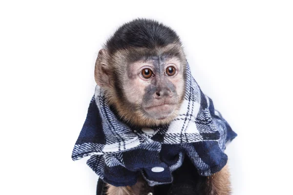 Aranyos kis majom — Stock Fotó