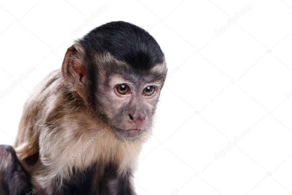 Macaco-prego isolado no fundo branco