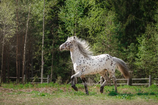 Koń na łonie natury — Zdjęcie stockowe