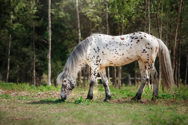 Koń na łonie natury — Zdjęcie stockowe