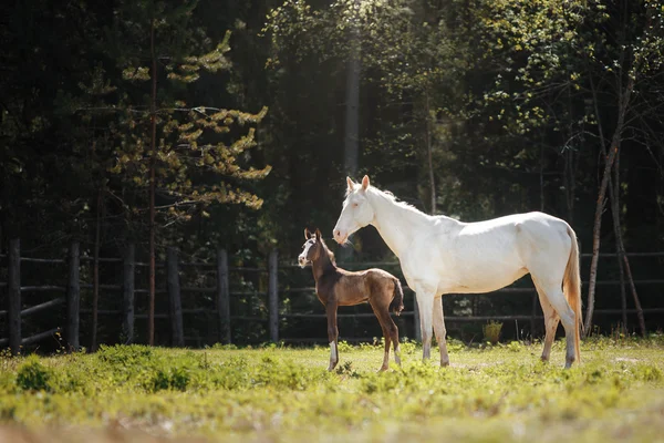 Horse and foal — Stock Photo, Image