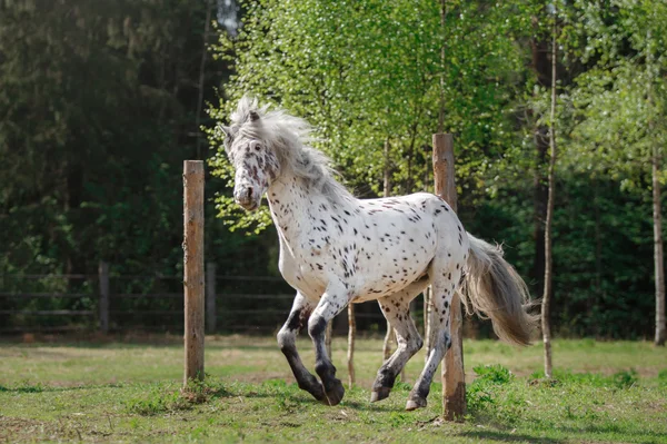Horse on nature — Stock Photo, Image