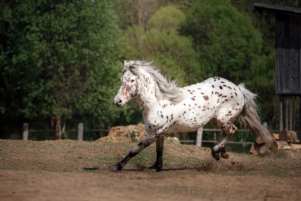 Horse on nature — Stock Photo, Image