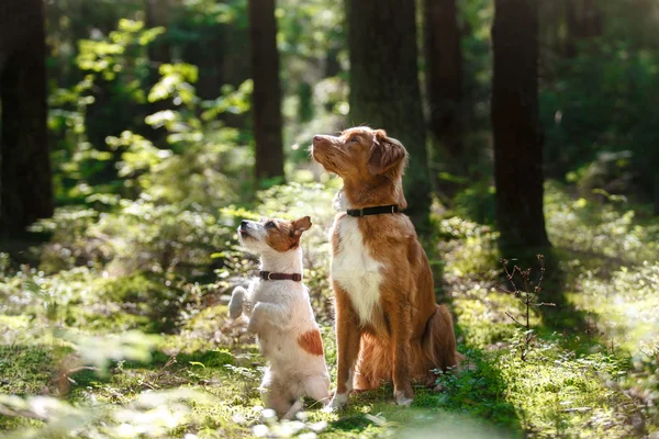 Toller dog and Jack Russell Terrier — Stock Photo, Image