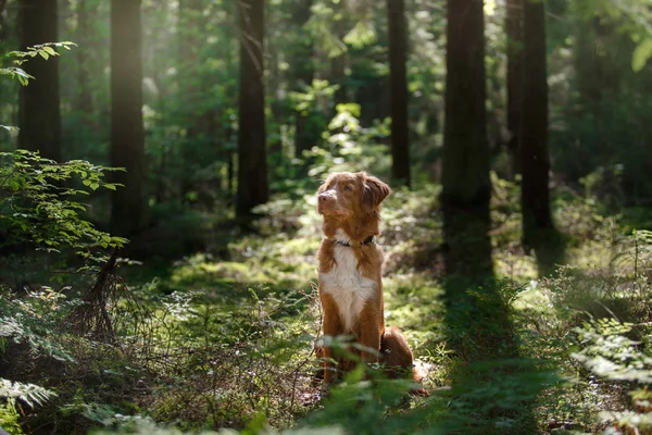 Nova scotia duck Maut-Retriever — Stockfoto