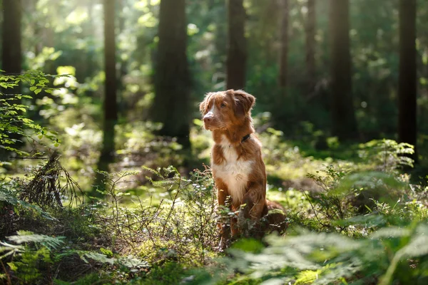 Nova Scotia Duck Tolling Retriever — Stock Photo, Image