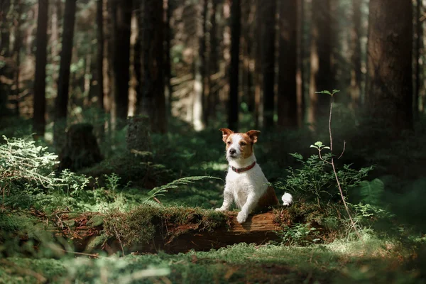 苔の森の犬 — ストック写真