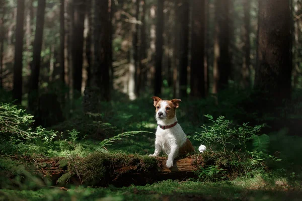 Hund im Waldmoos — Stockfoto