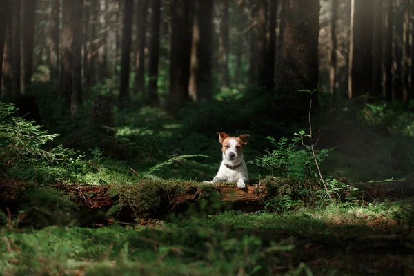 Hund im Waldmoos — Stockfoto