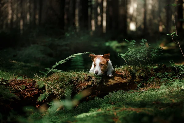 Hund i skogen mossan — Stockfoto