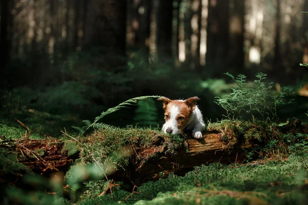 Dog in the forest moss — Stock Photo, Image