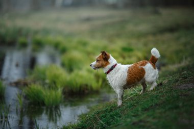 su içinde küçük köpek doğurmak