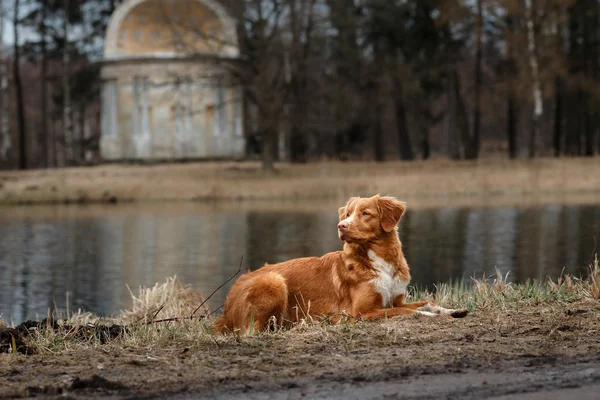 Outono, Toller cão no parque — Fotografia de Stock